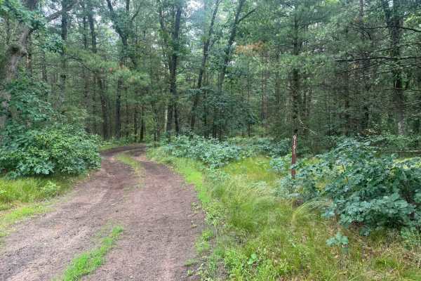 Forest Route 9191