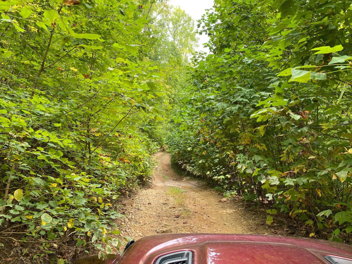 Beasley Knob 93a photo 5