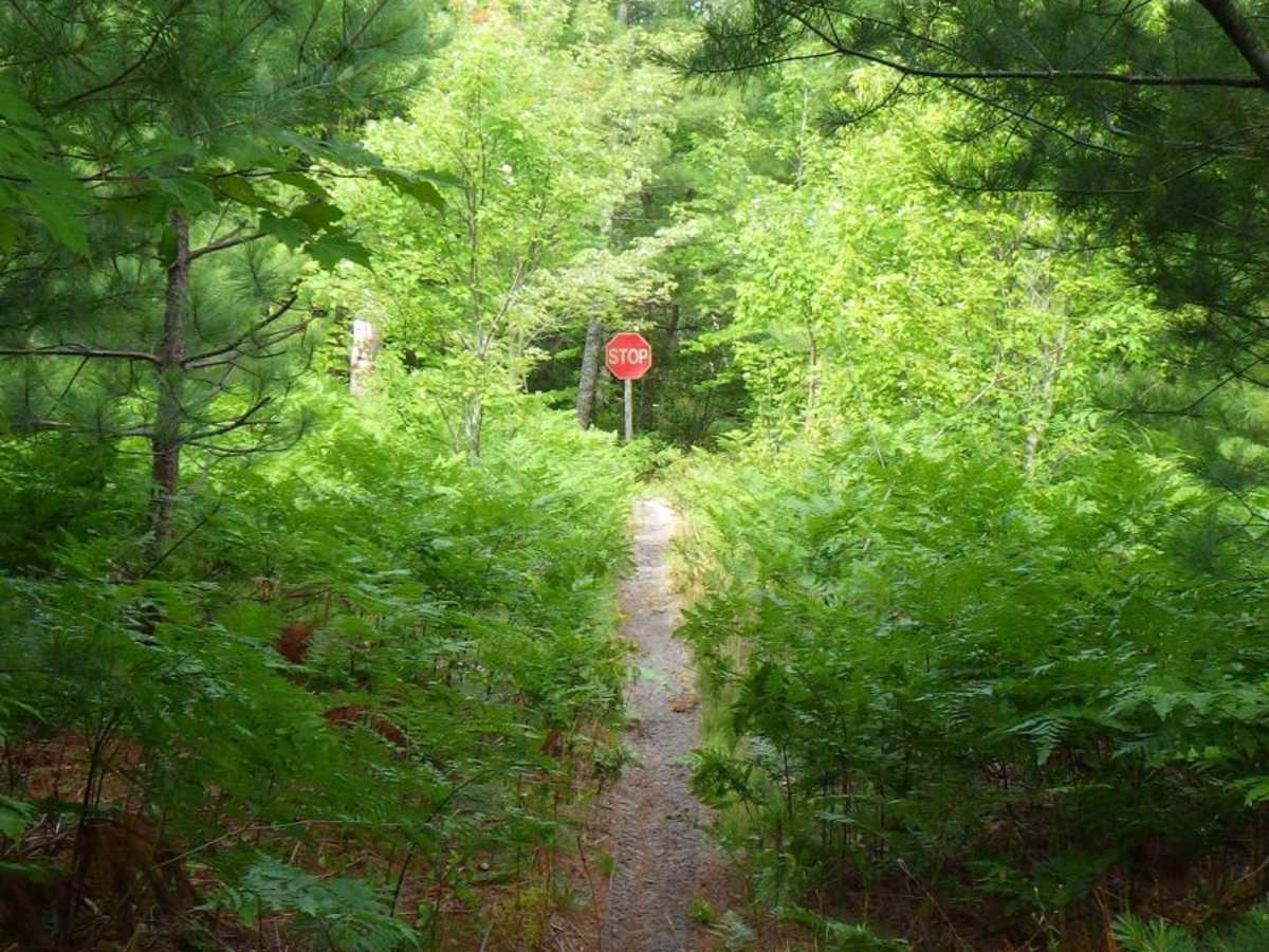 Brevort-Trout Lake Motorcycle Trail East photo 3