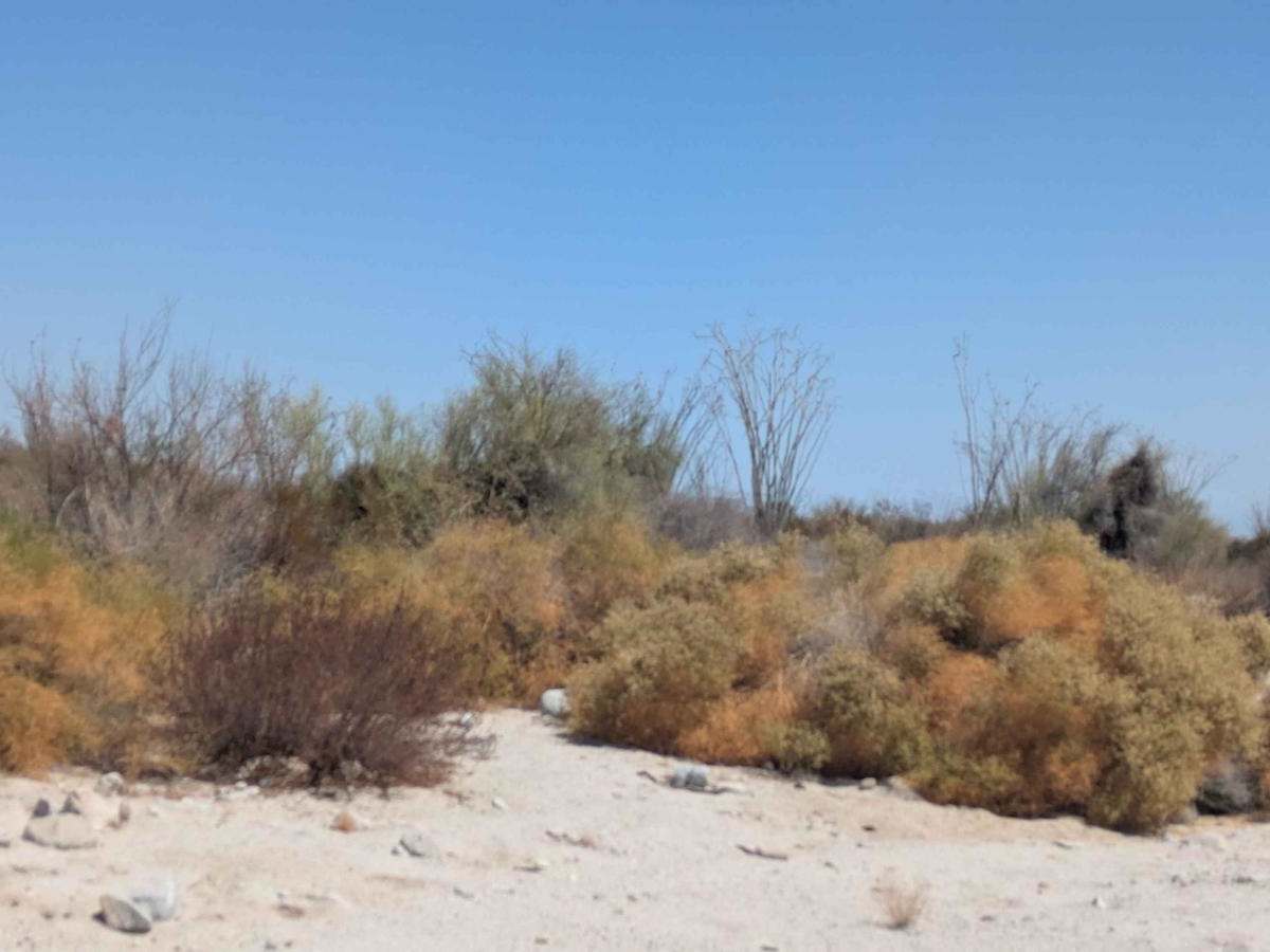 Sandtrap Wash trail photo