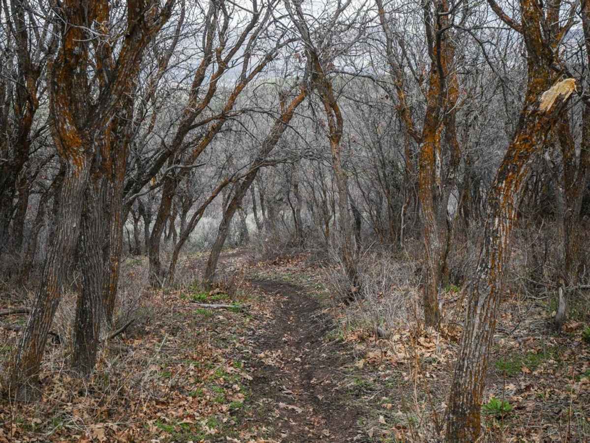 Cat Walk photo 6