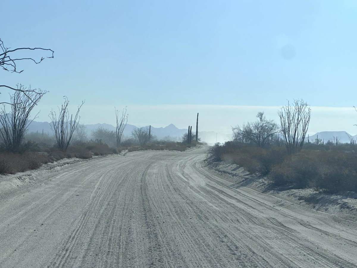 El Camino Del Diablo (Organ Pipe Cactus) photo 3