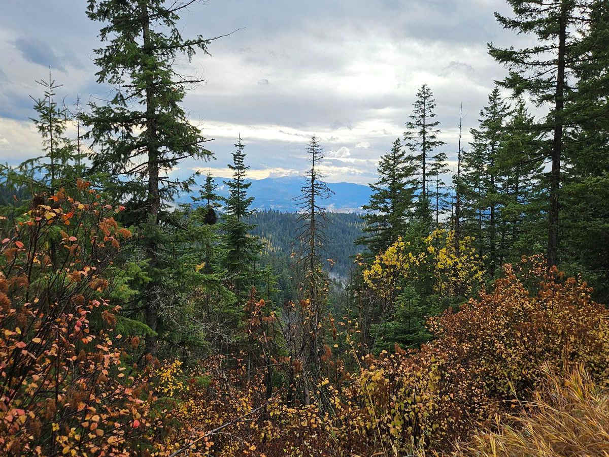 Beauty Creek Divide Trail photo 4