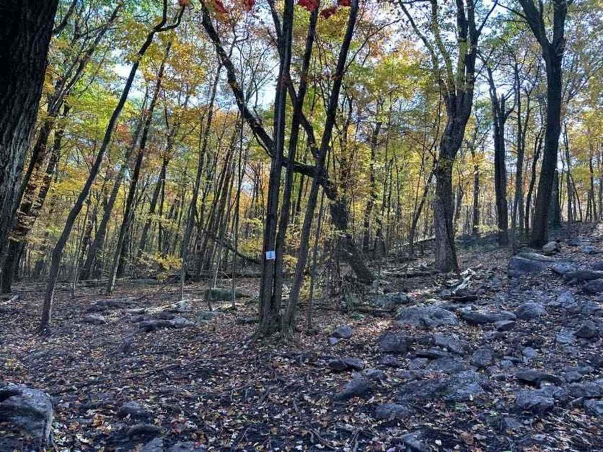 19 Green trail photo