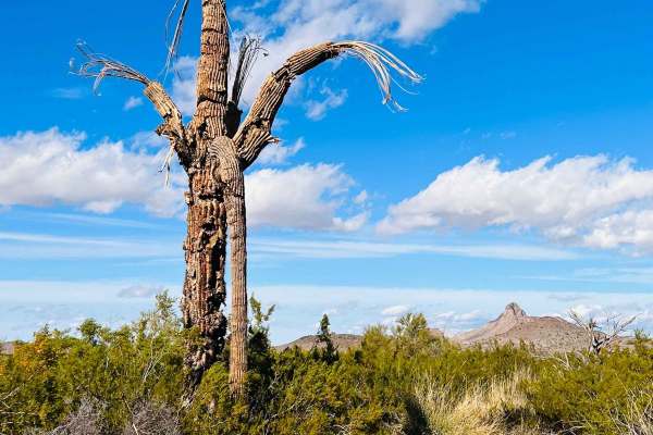 Secret Saguaro Forest