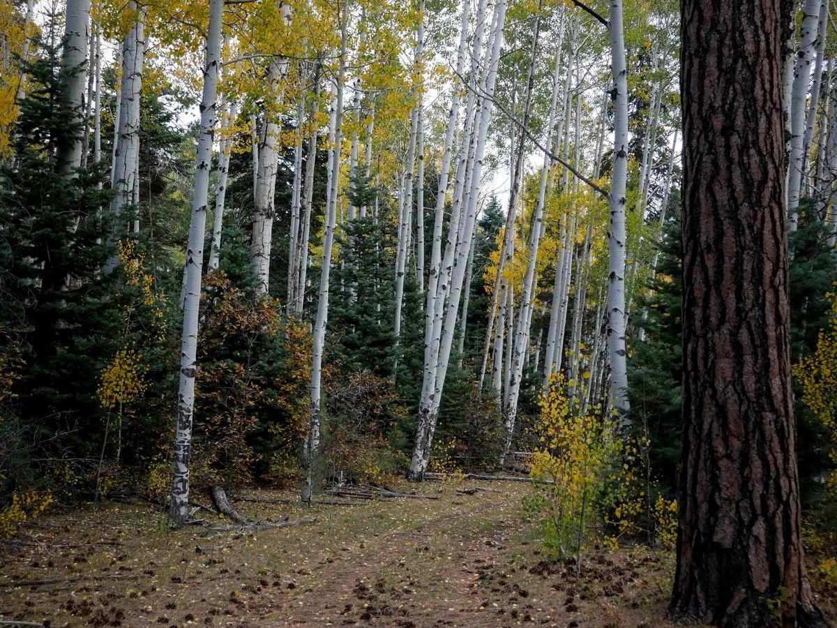 First Notch Connect trail photo
