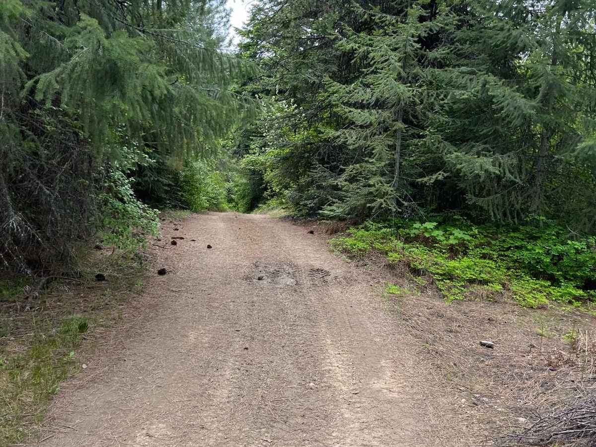 National Forest Development Road 3308 photo 6