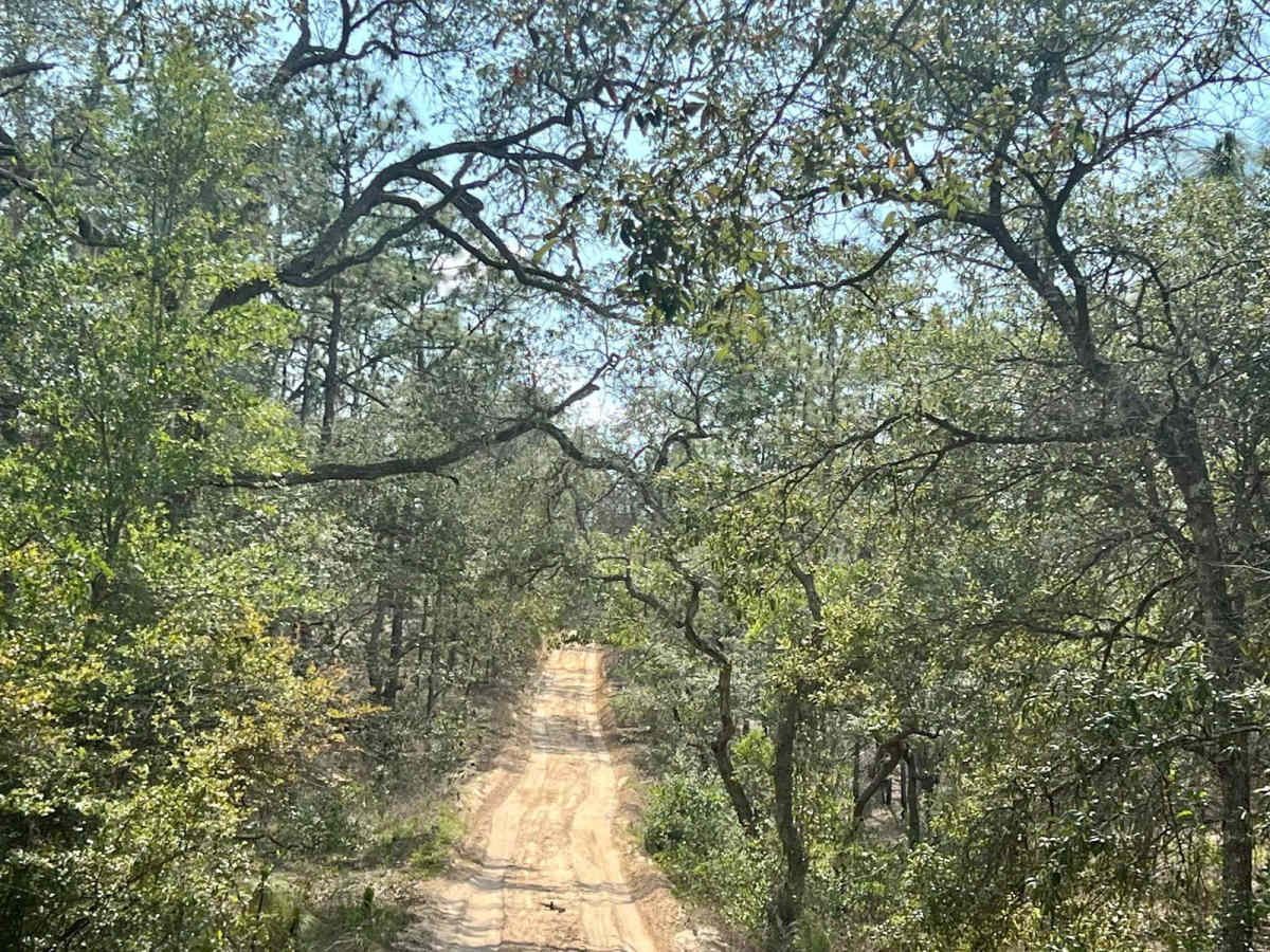 Citrus Wildlife Management | Trail 2 photo 2