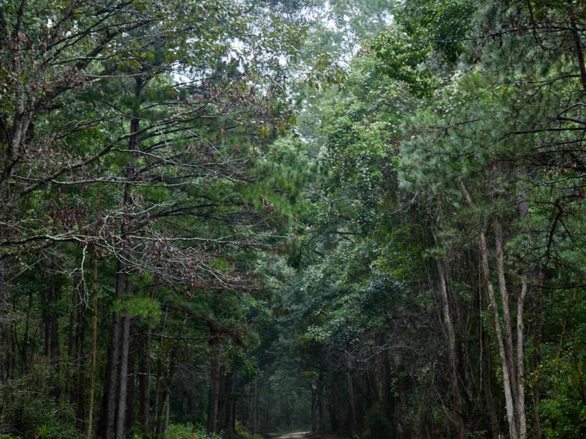 Bonneau Ferry WMA - Waterfowl Loop photo 5