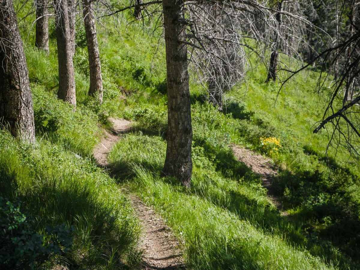 Howard's Trail photo 2