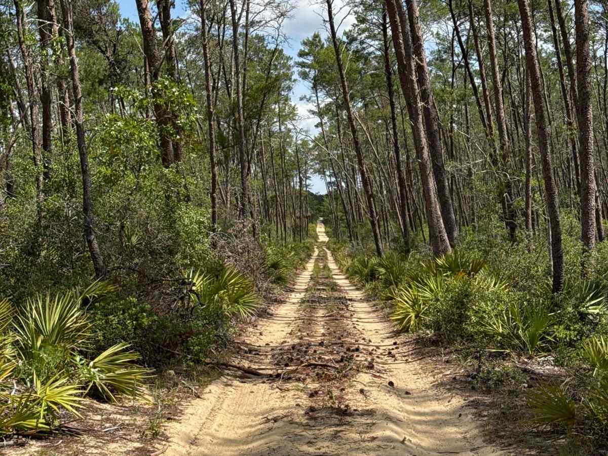 Ocala National Forest 40-15.7 photo 6