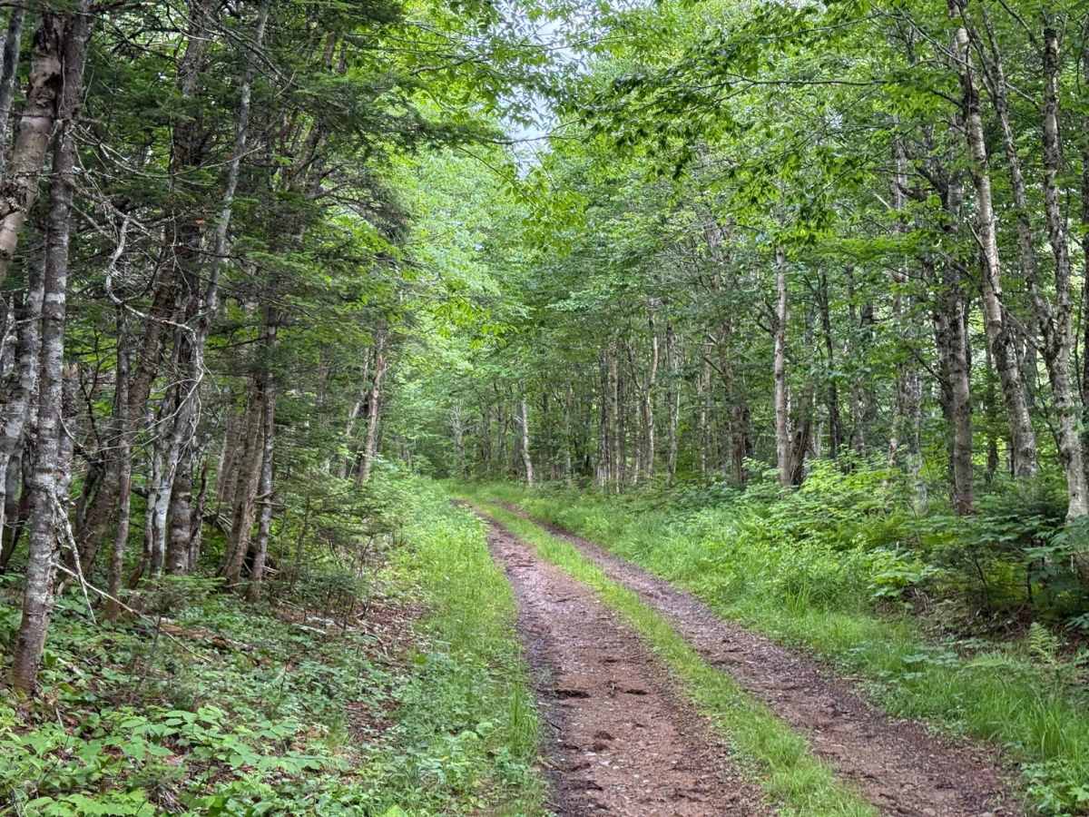 Sandy MacDonald Trail photo 4
