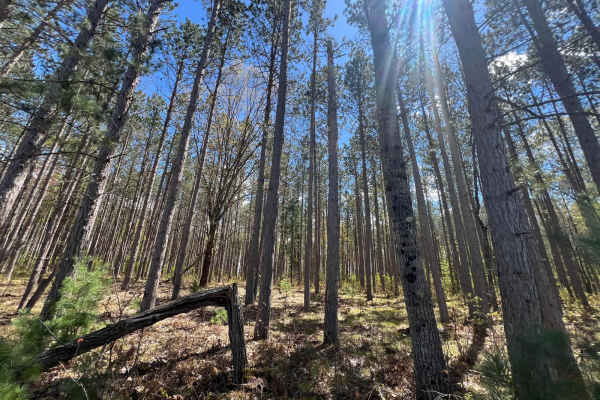 Pine Connector Trail