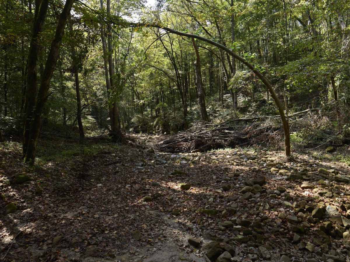 Ugly Creek - Mammoth Cave NP photo 5