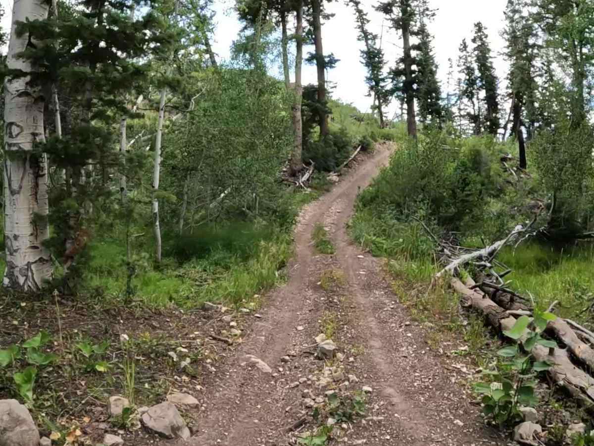 Harmon Trail photo 6