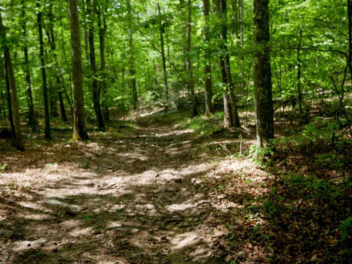 Trail 6 photo 3