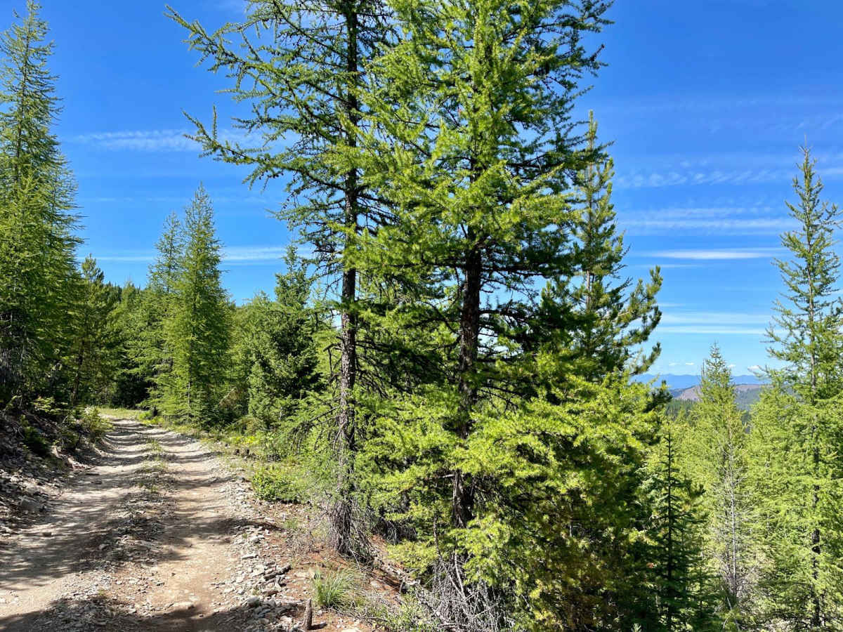 Wild Bill Truman Creek Trail photo 6