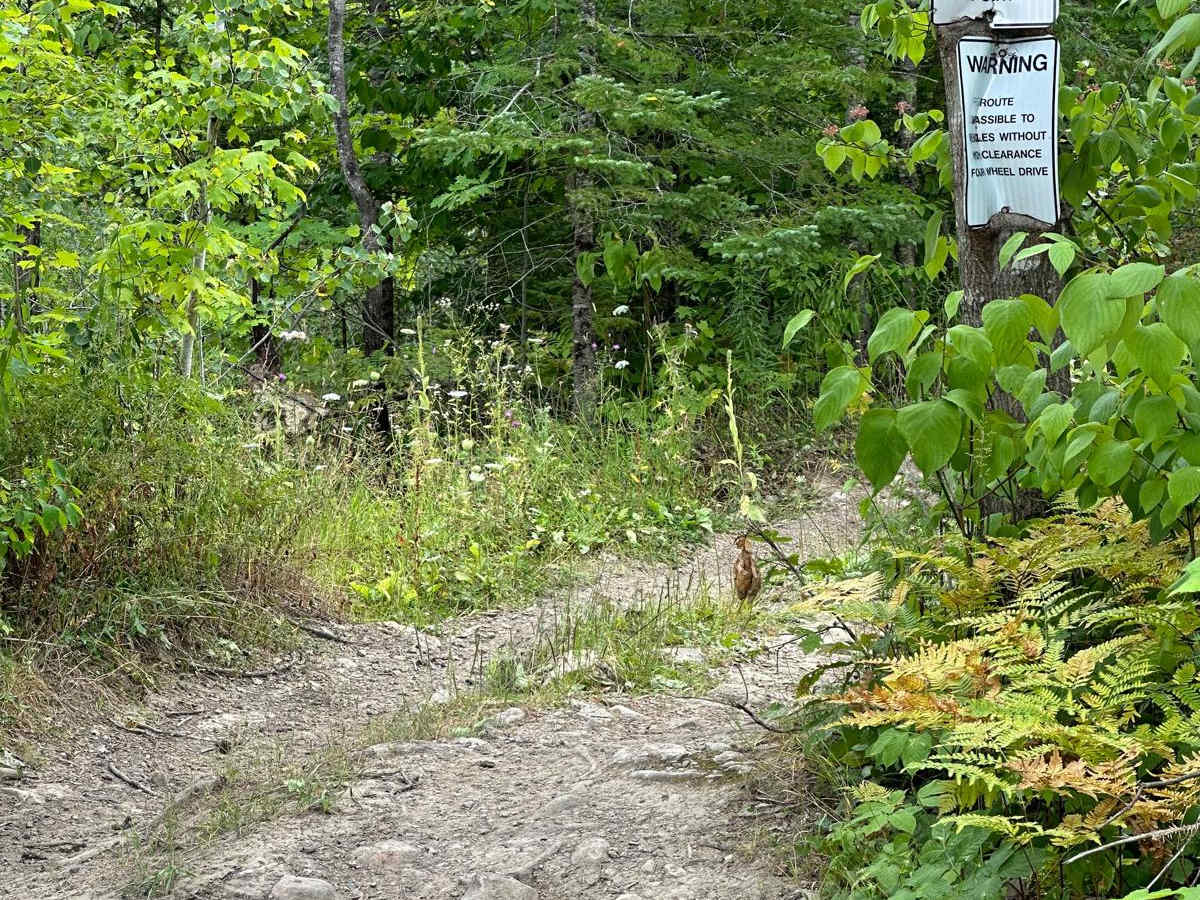 Tight Twistie trail photo
