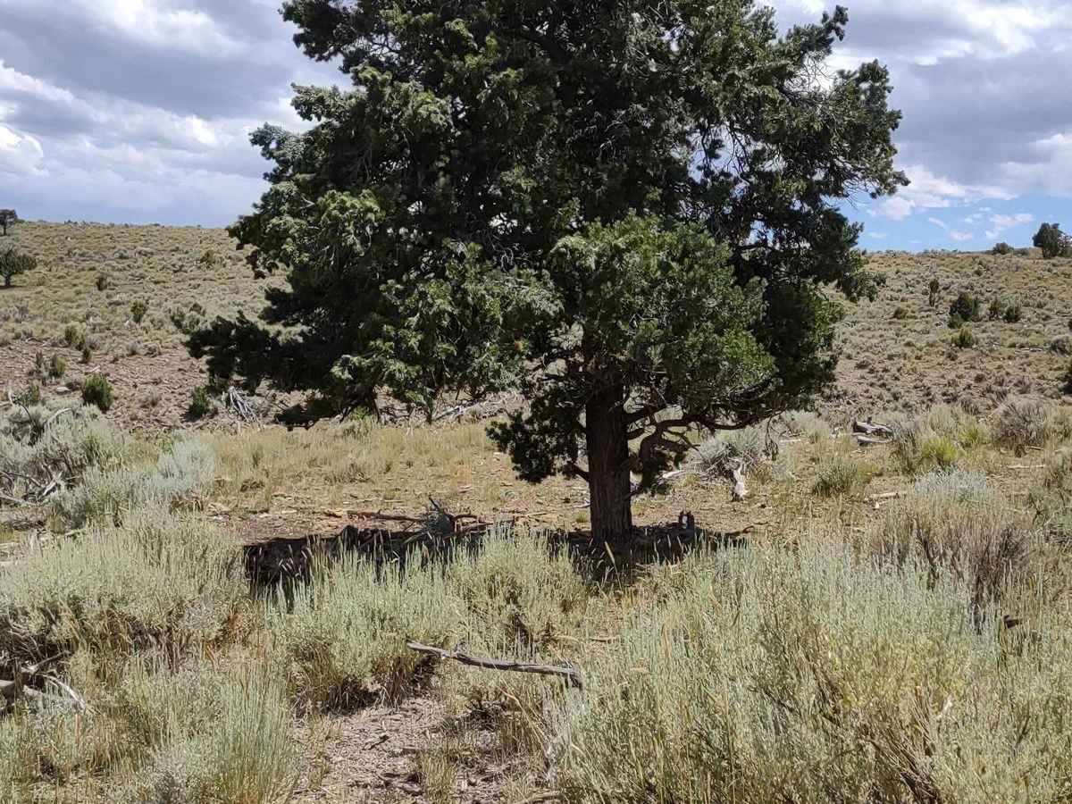 Revenue Gulch (FS 40577, BLM 210) photo 5