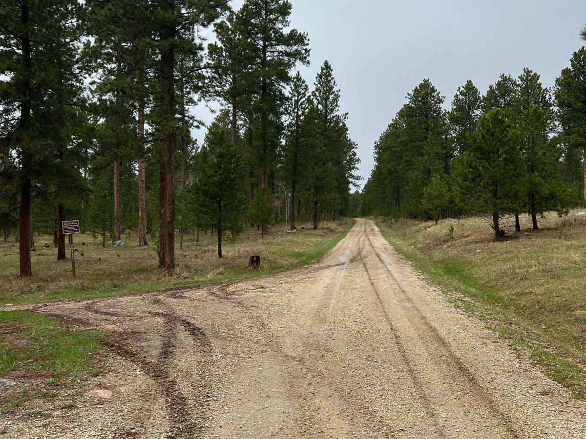 Experimental Forest Road photo 2