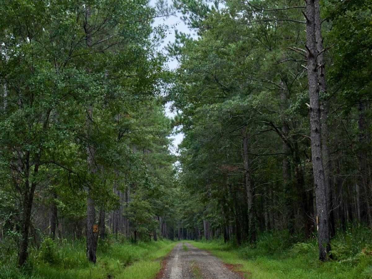 Bonneau Ferry WMA - Plantation Entrance photo 4