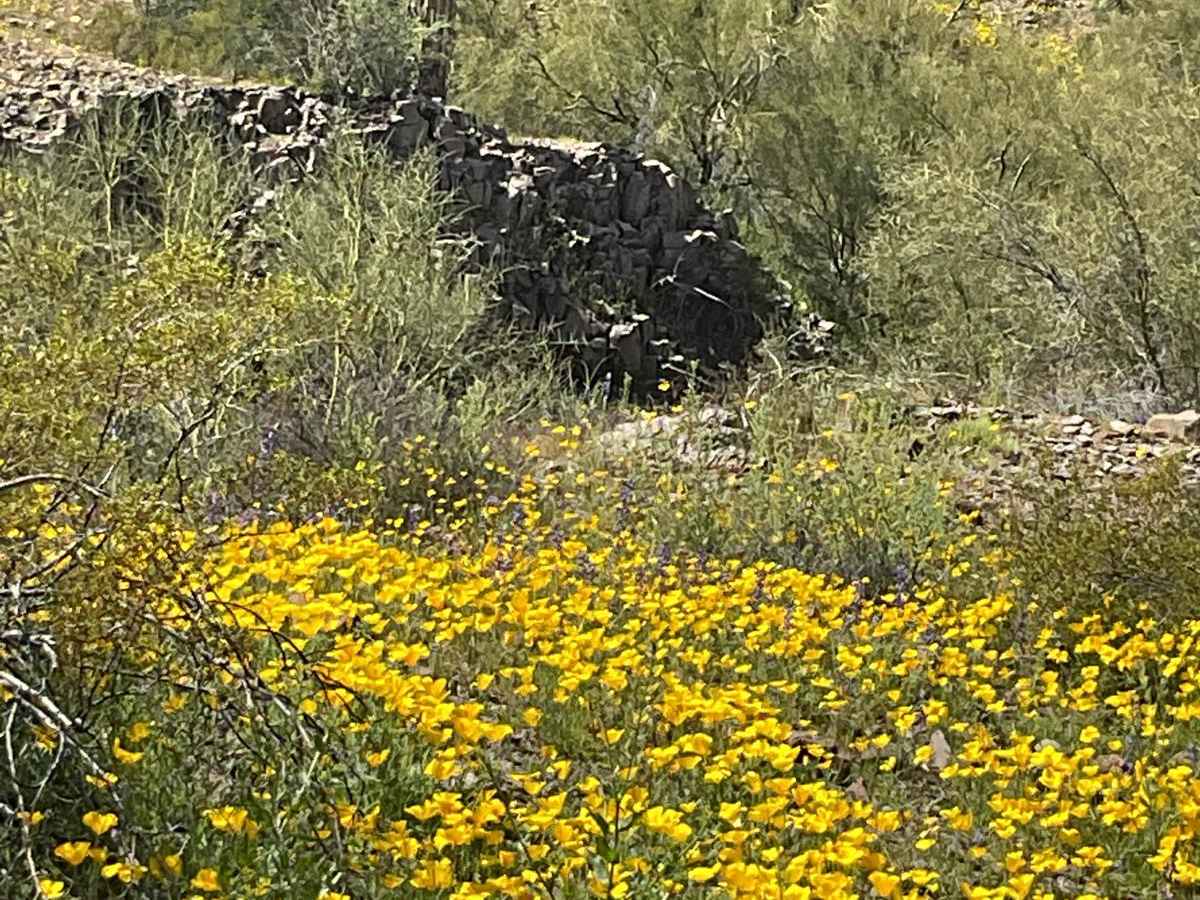 Javelina Mountain Trail photo 3