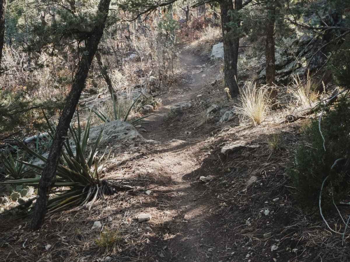 Rattlesnake photo 6