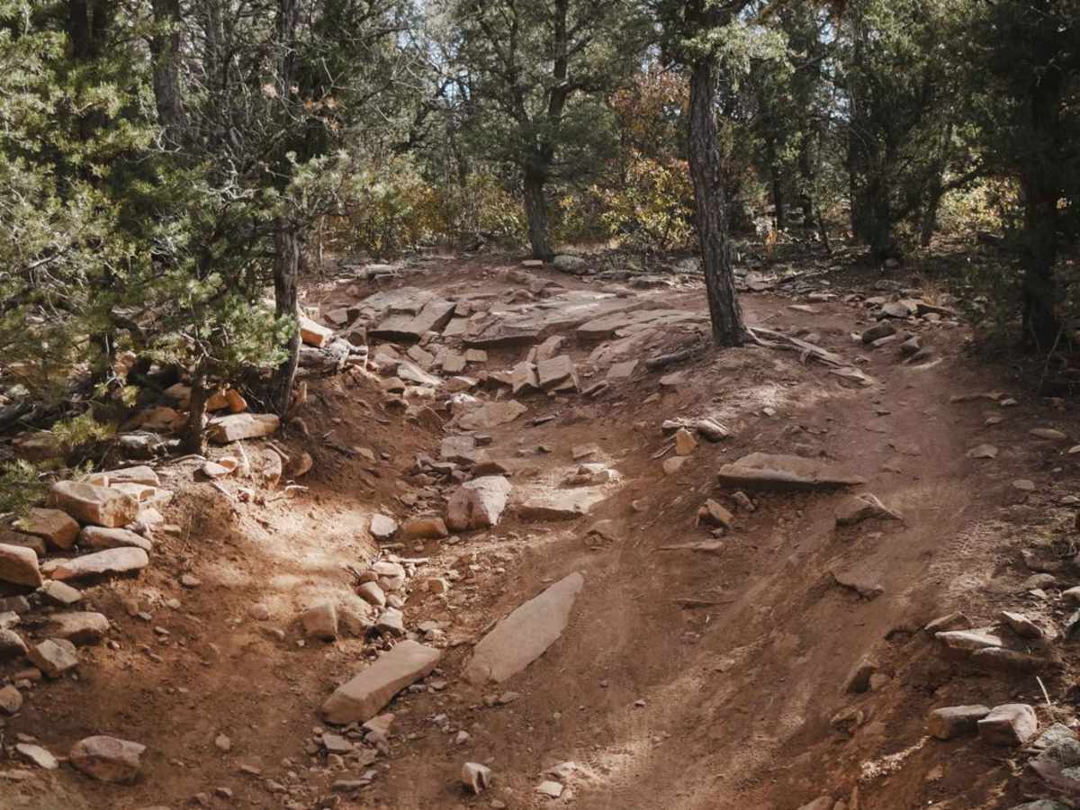 Coyote photo 2