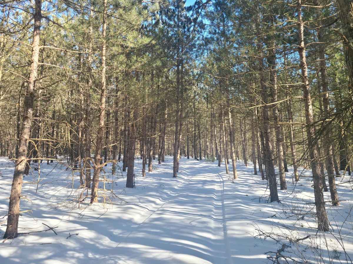 Forest Road 9904 photo 4