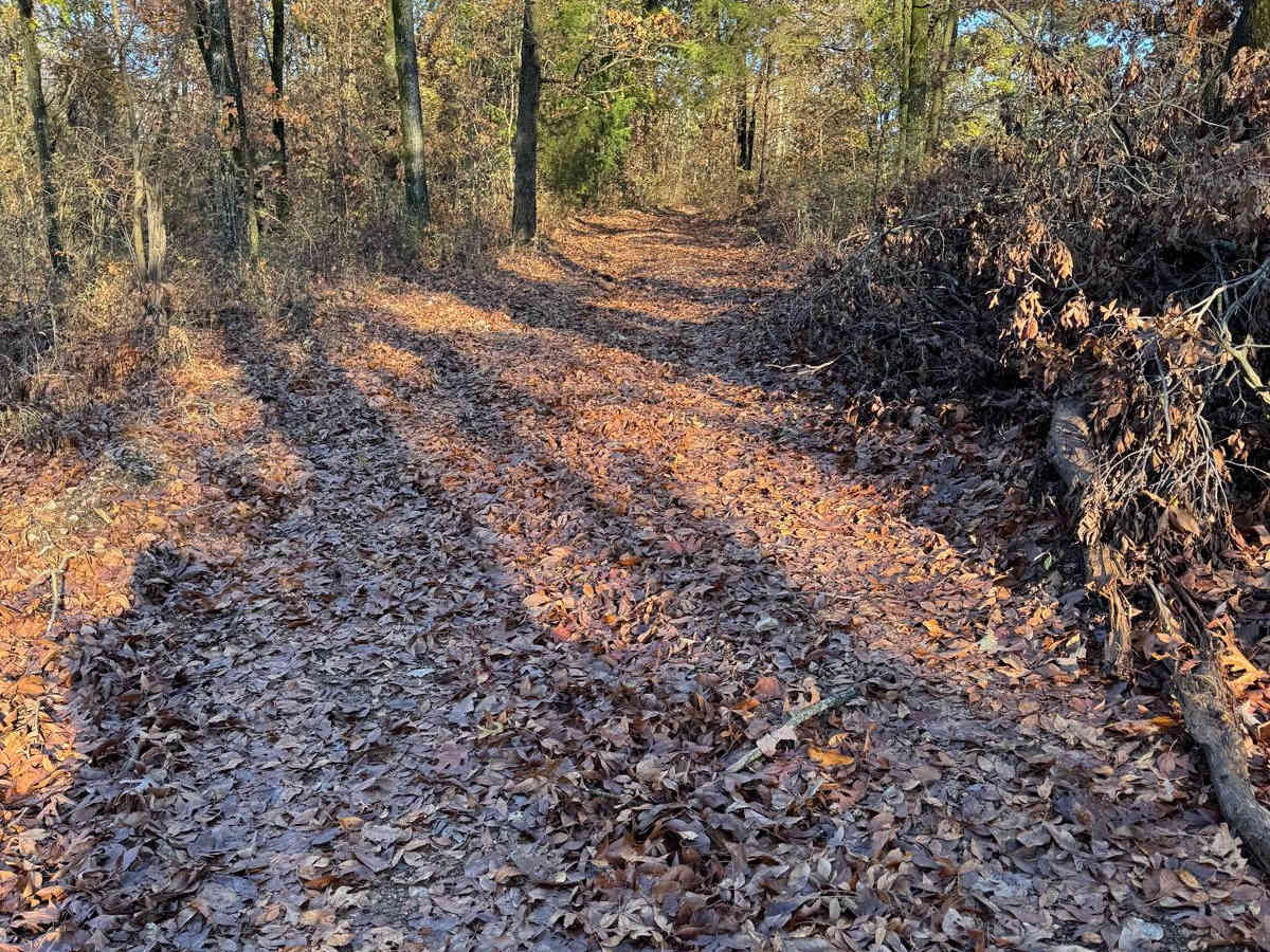 Green 111 trail photo