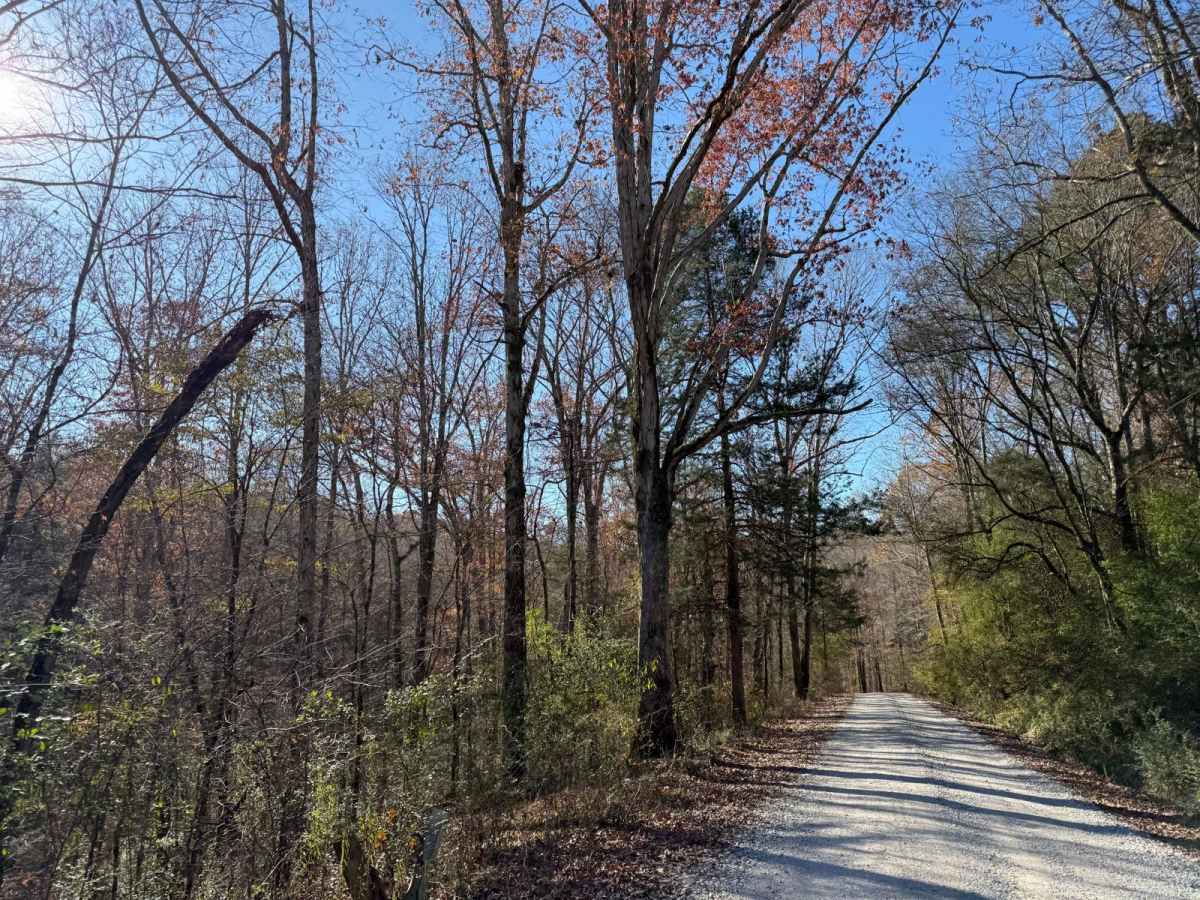 Mount Olive Road - FS 245 photo 2