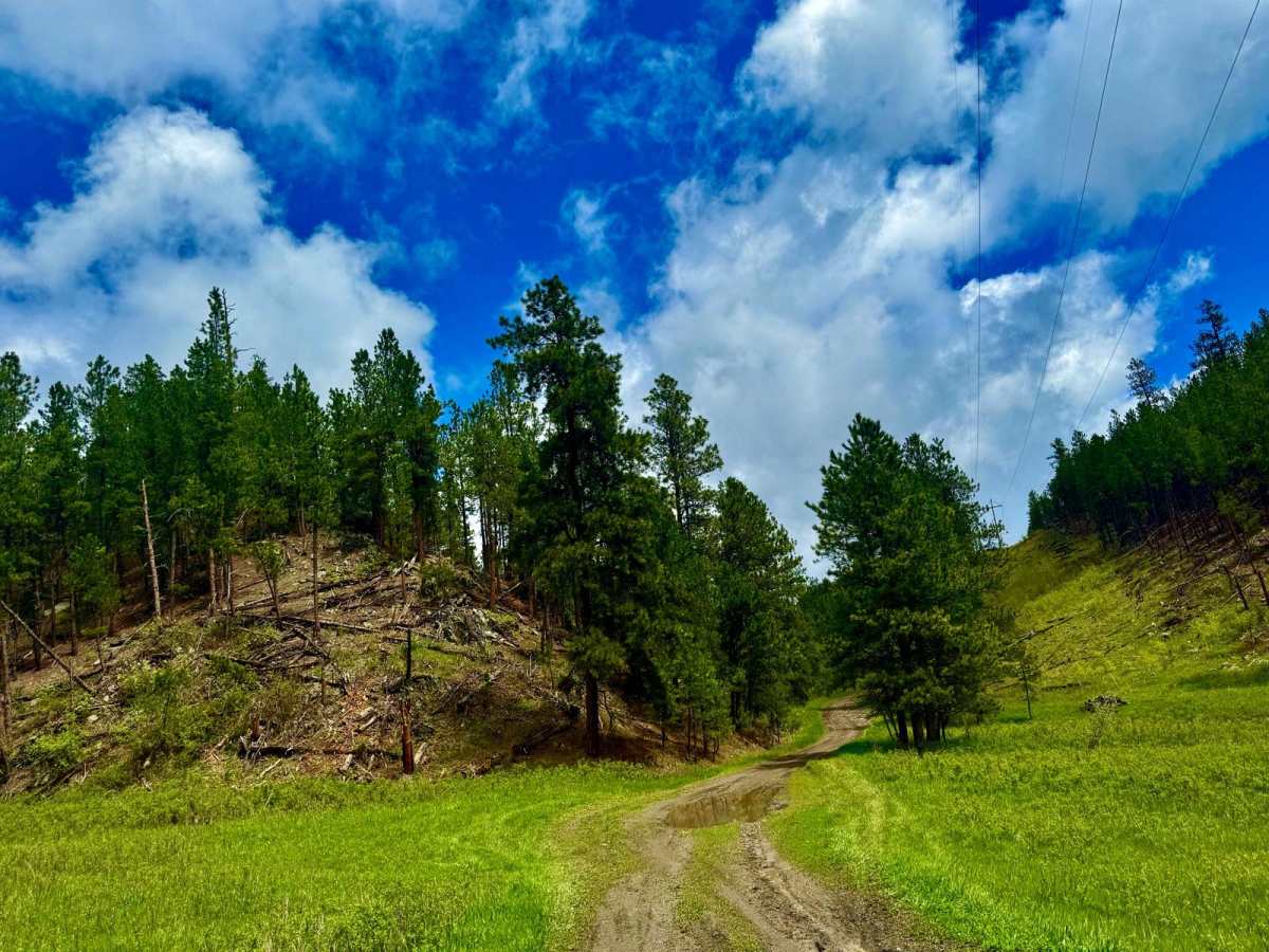 Ruby Gulch Road - FS 738 photo 3
