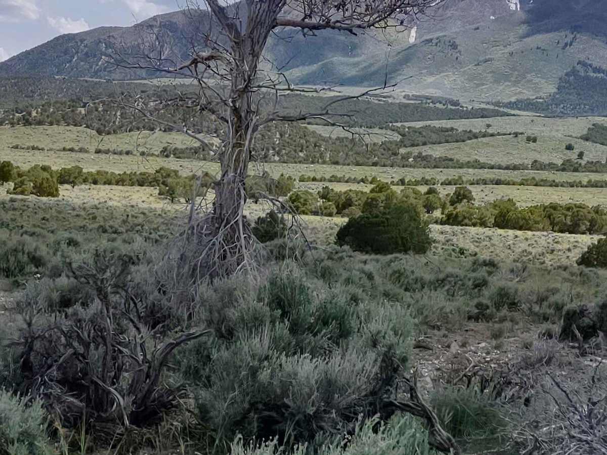 Cottonwood-Bullion Interconnect Trail to Hwy 89 photo 5