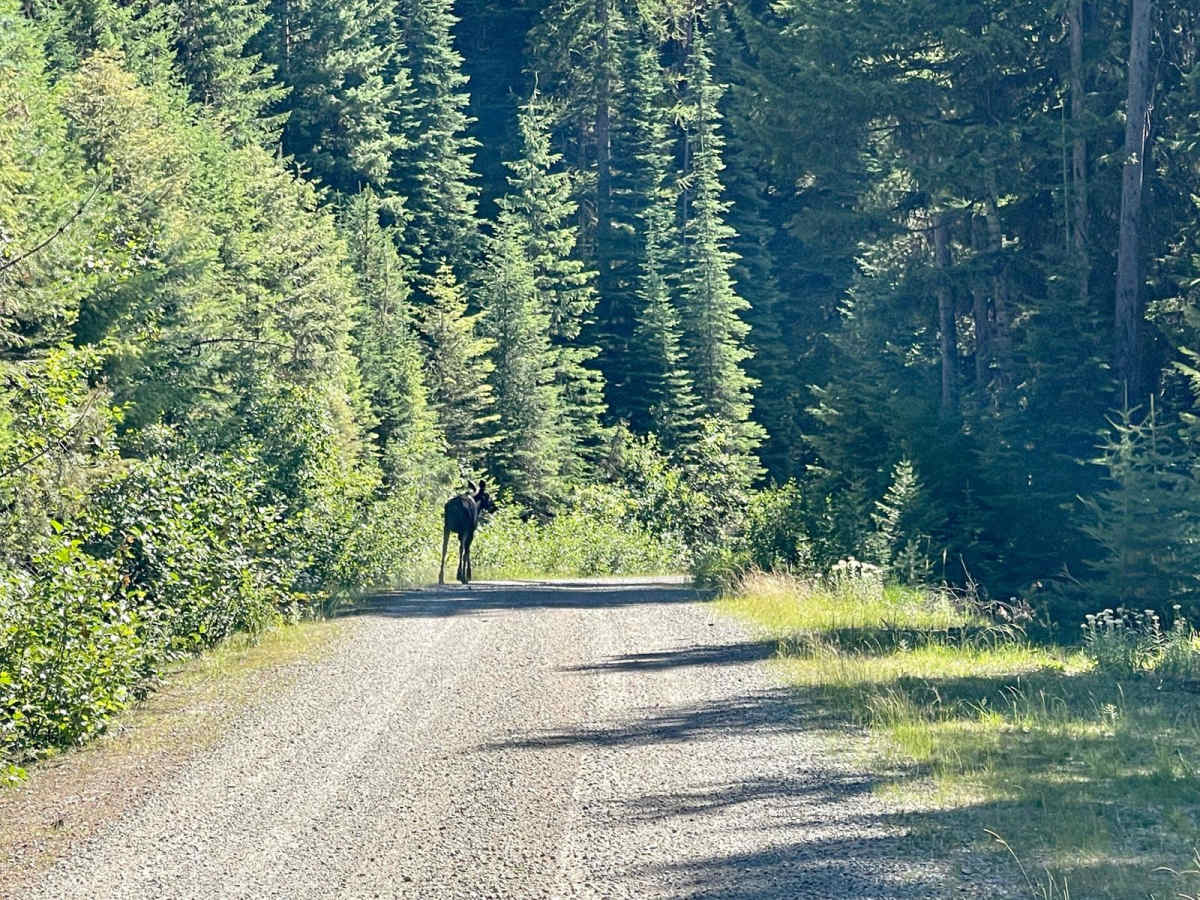 Wild Bill Creek photo 4