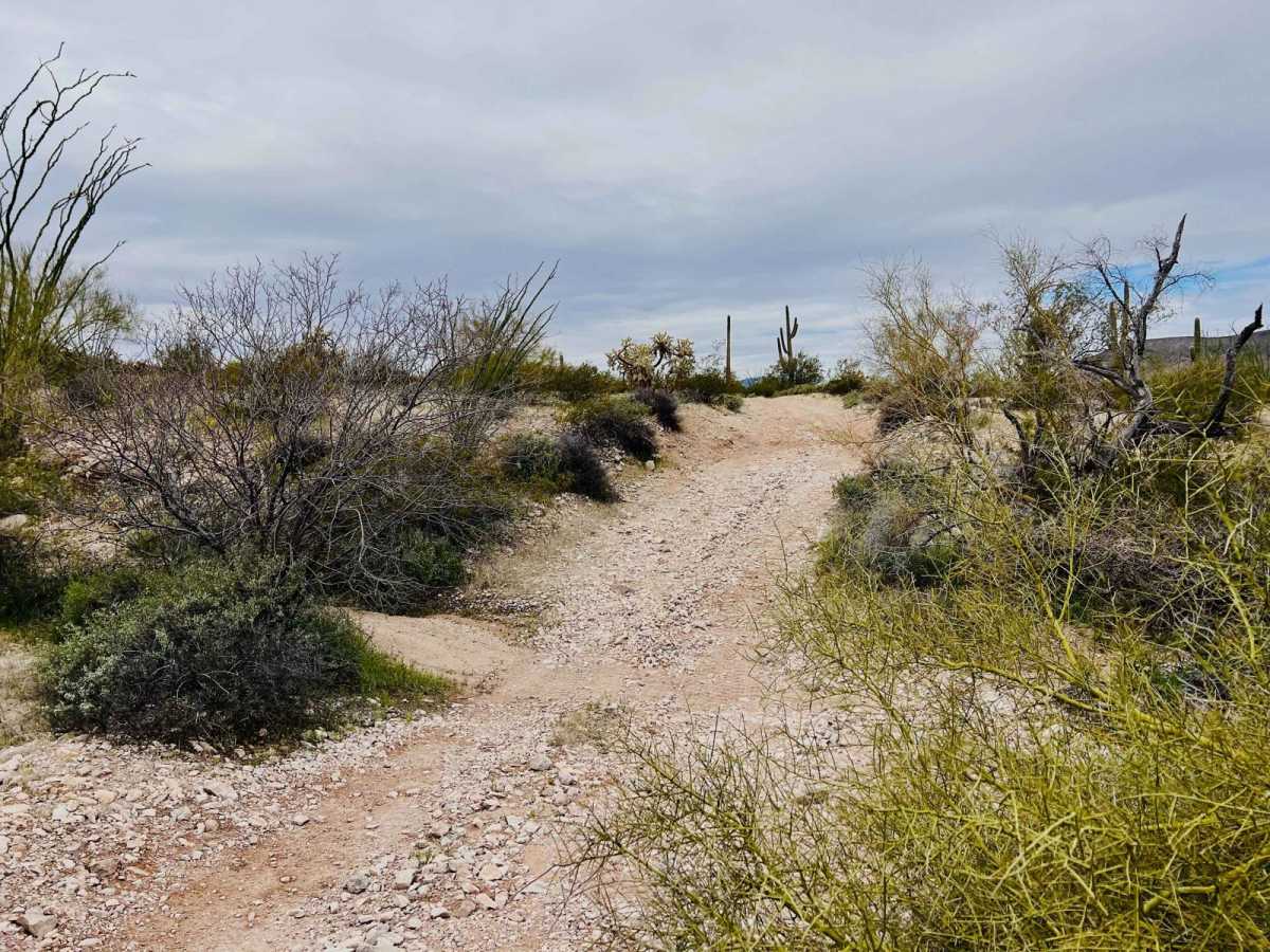 Old Car Camp Ajo photo 6