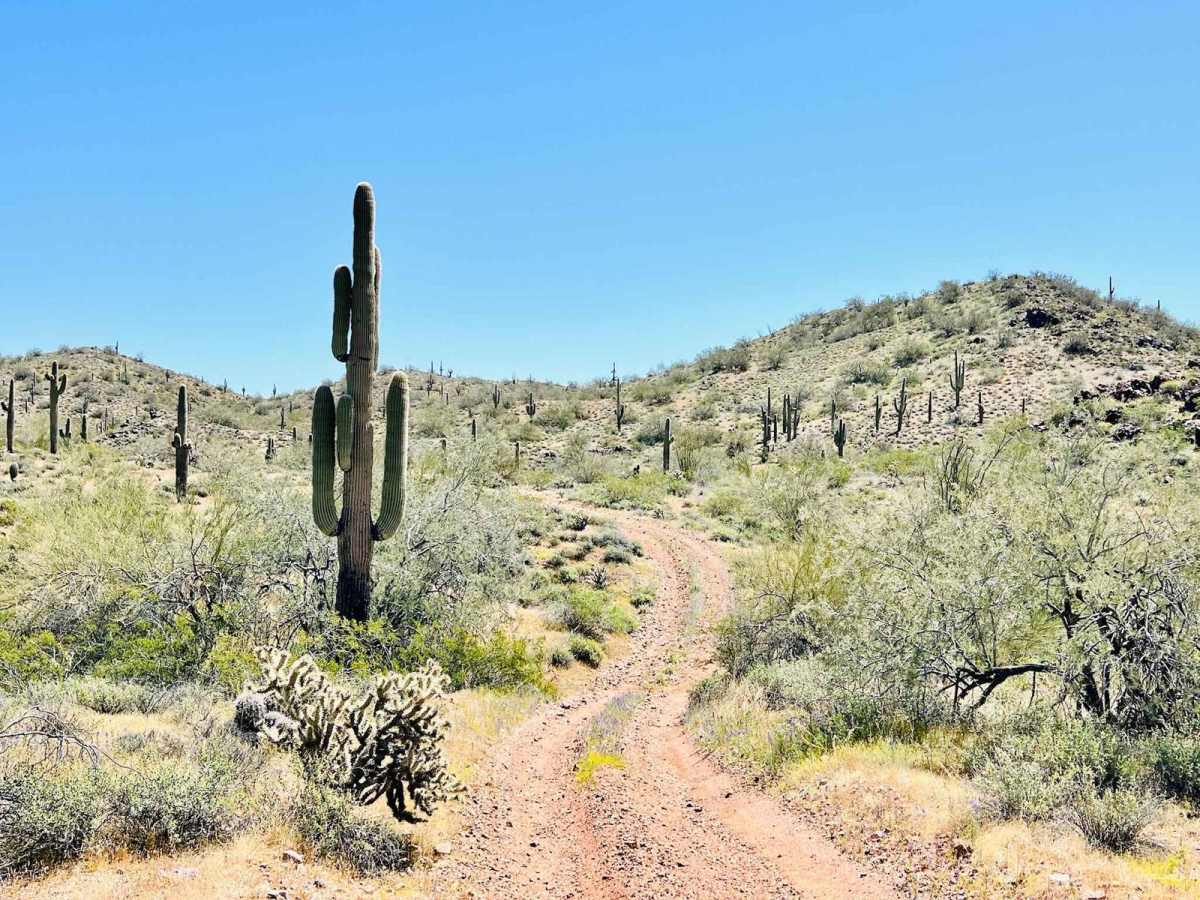 BLM 9065 photo 3