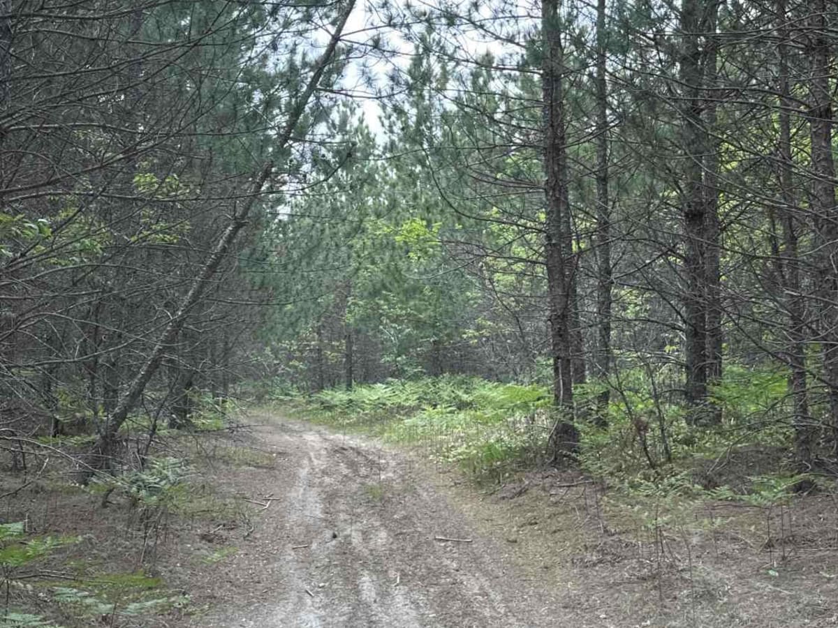 Pine Needle trail photo