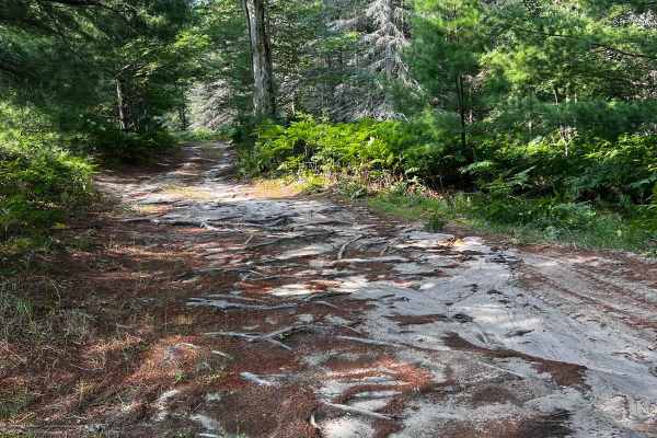 Tree Root Forest Trail