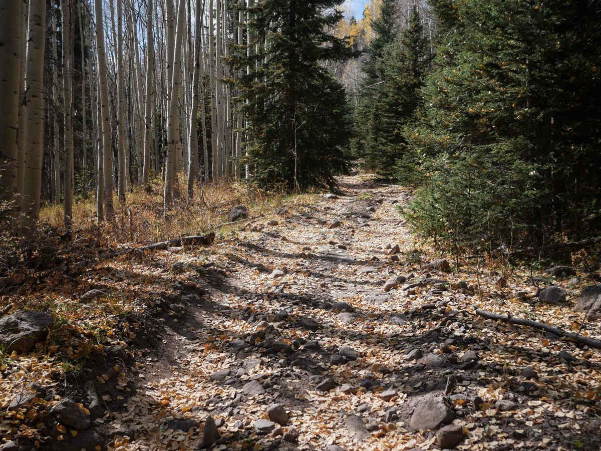 Lou Creek ATV trail photo