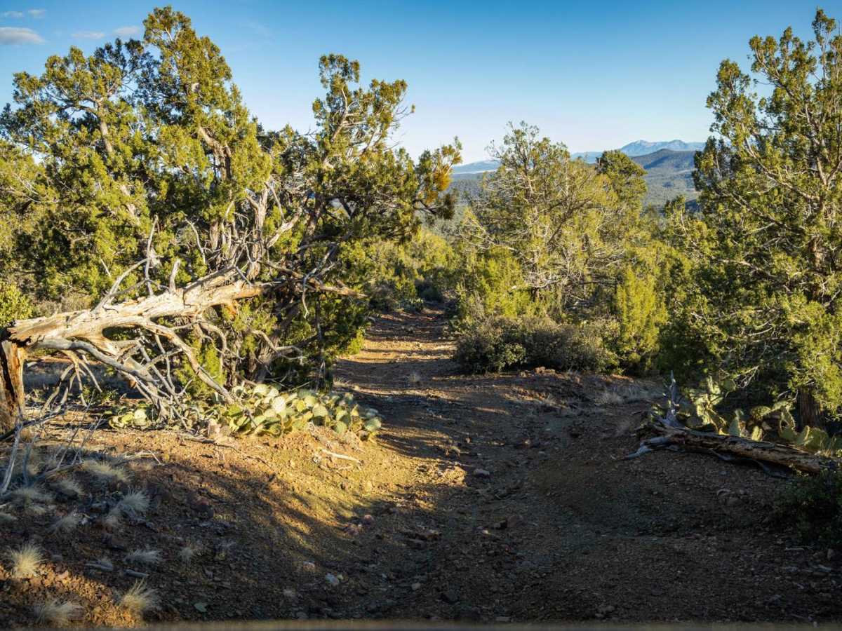 FR 9869A trail photo