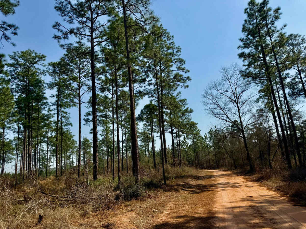 Blackwater Cut 2 trail photo