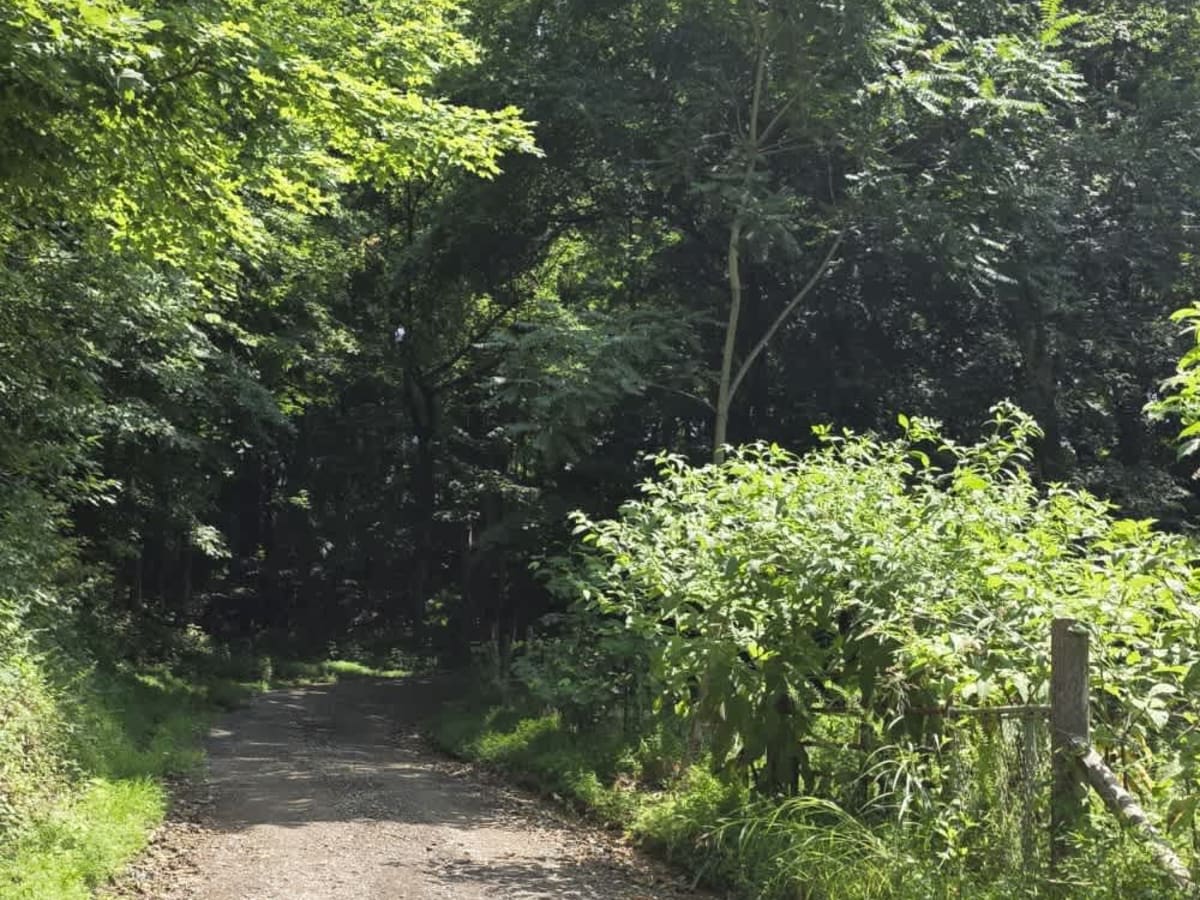 Dry Branch to Dixon Creek Road - Macon County Tour photo 5