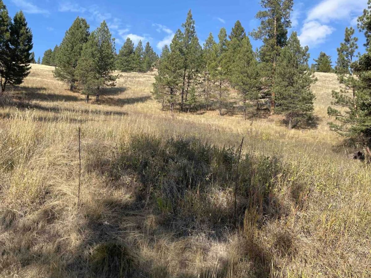 Placid Creek Road trail photo