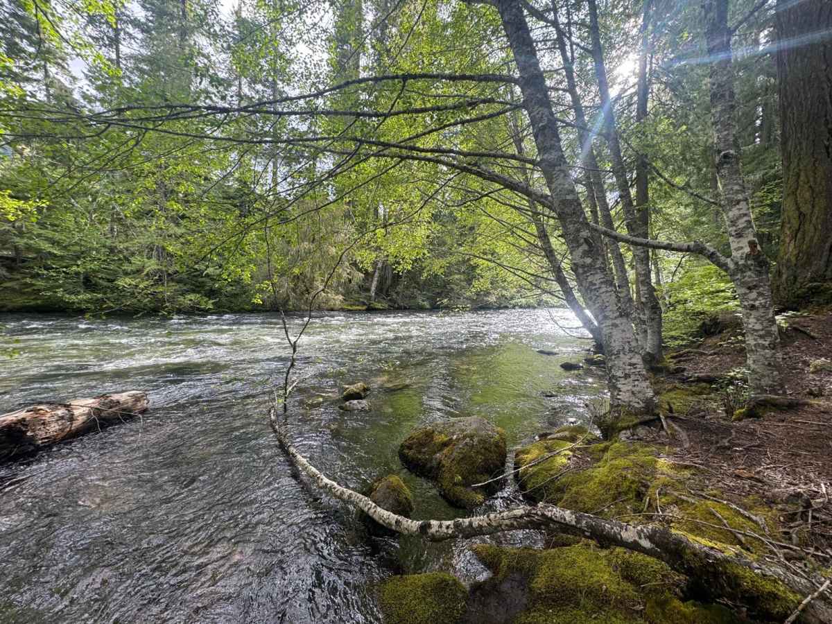 Spring Creek Road photo 3