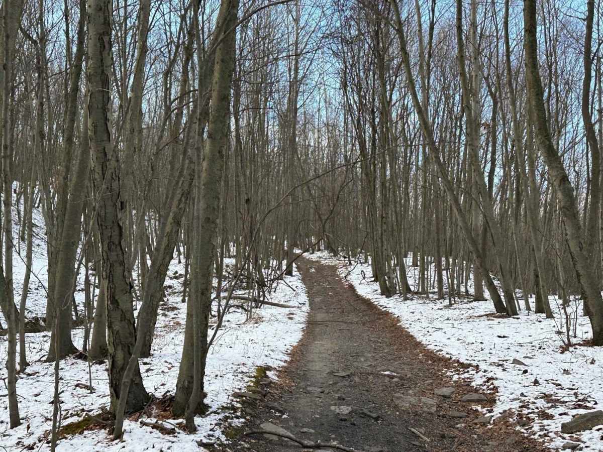 Locust Gap 52 trail photo
