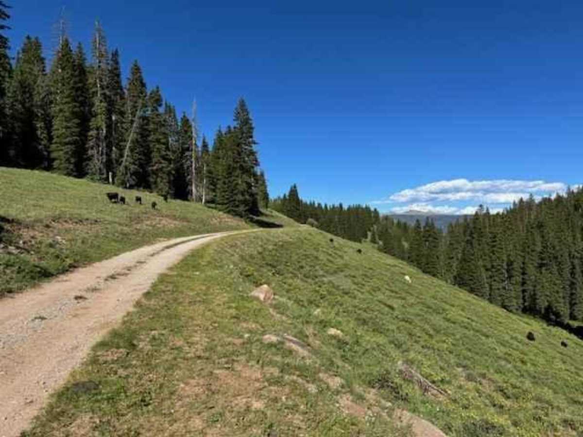 Elbert Creek Road photo 3