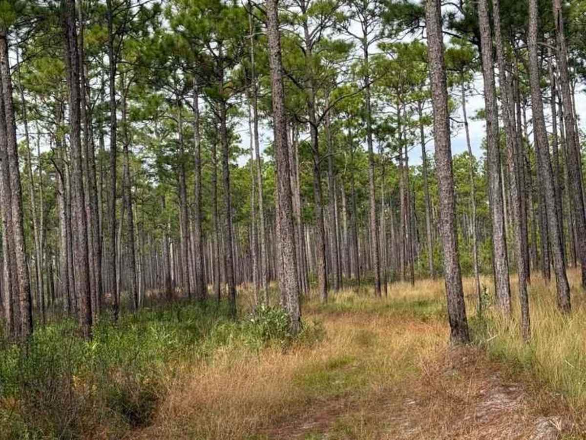 Pettiford Creek Trail 2 photo 4