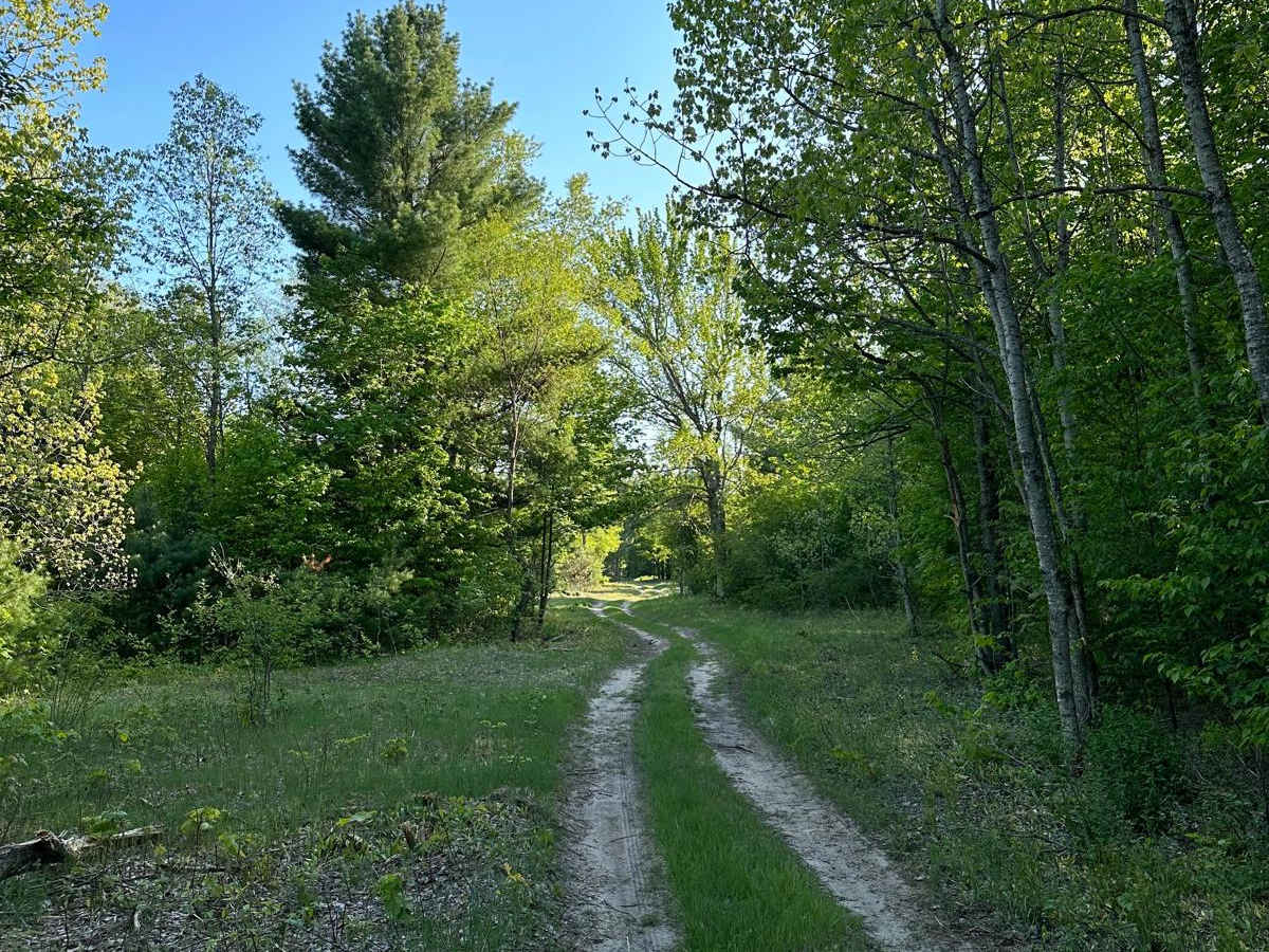 Pine Road photo 6