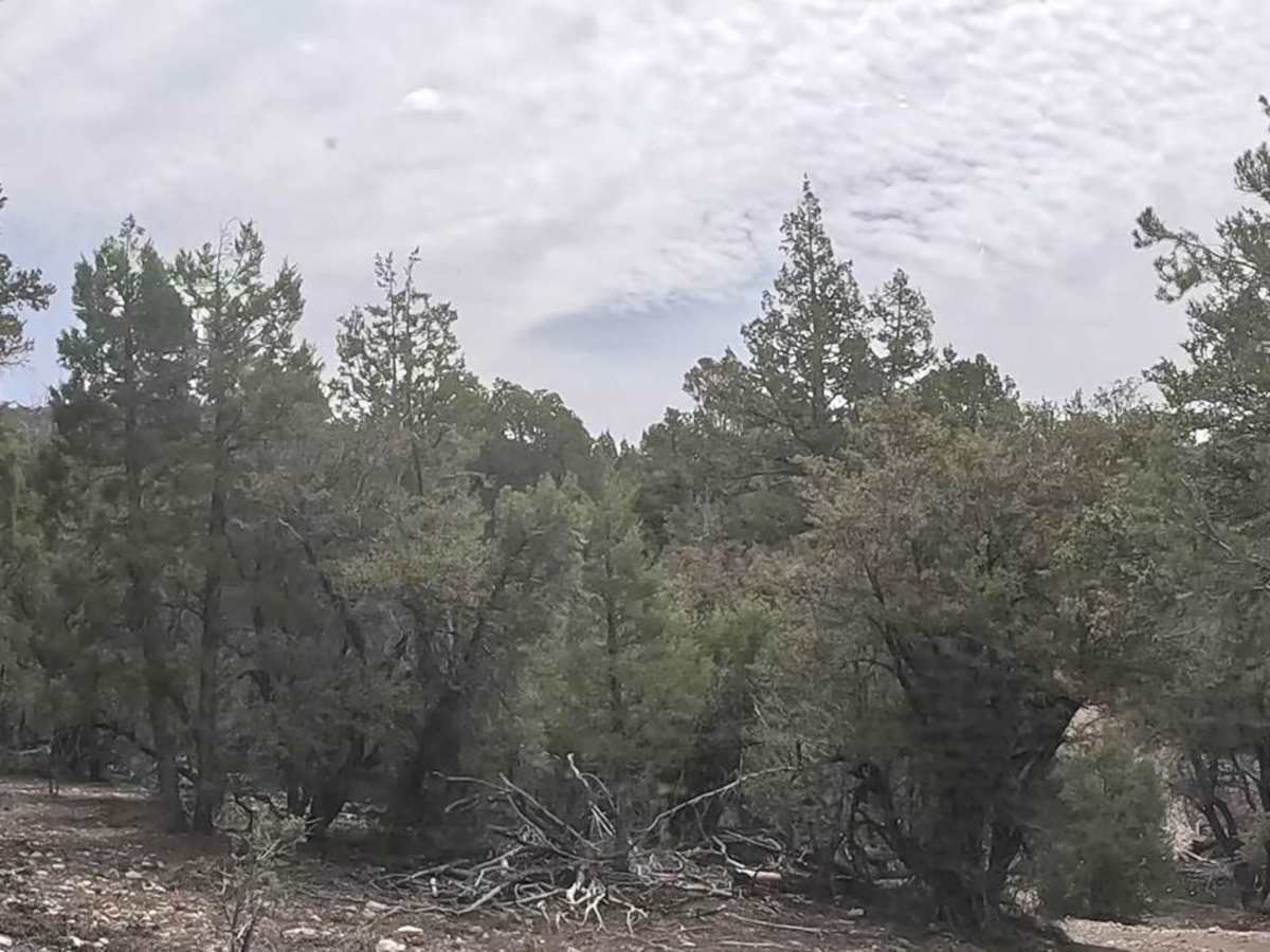 Upper Holcomb - 3N83 photo 4