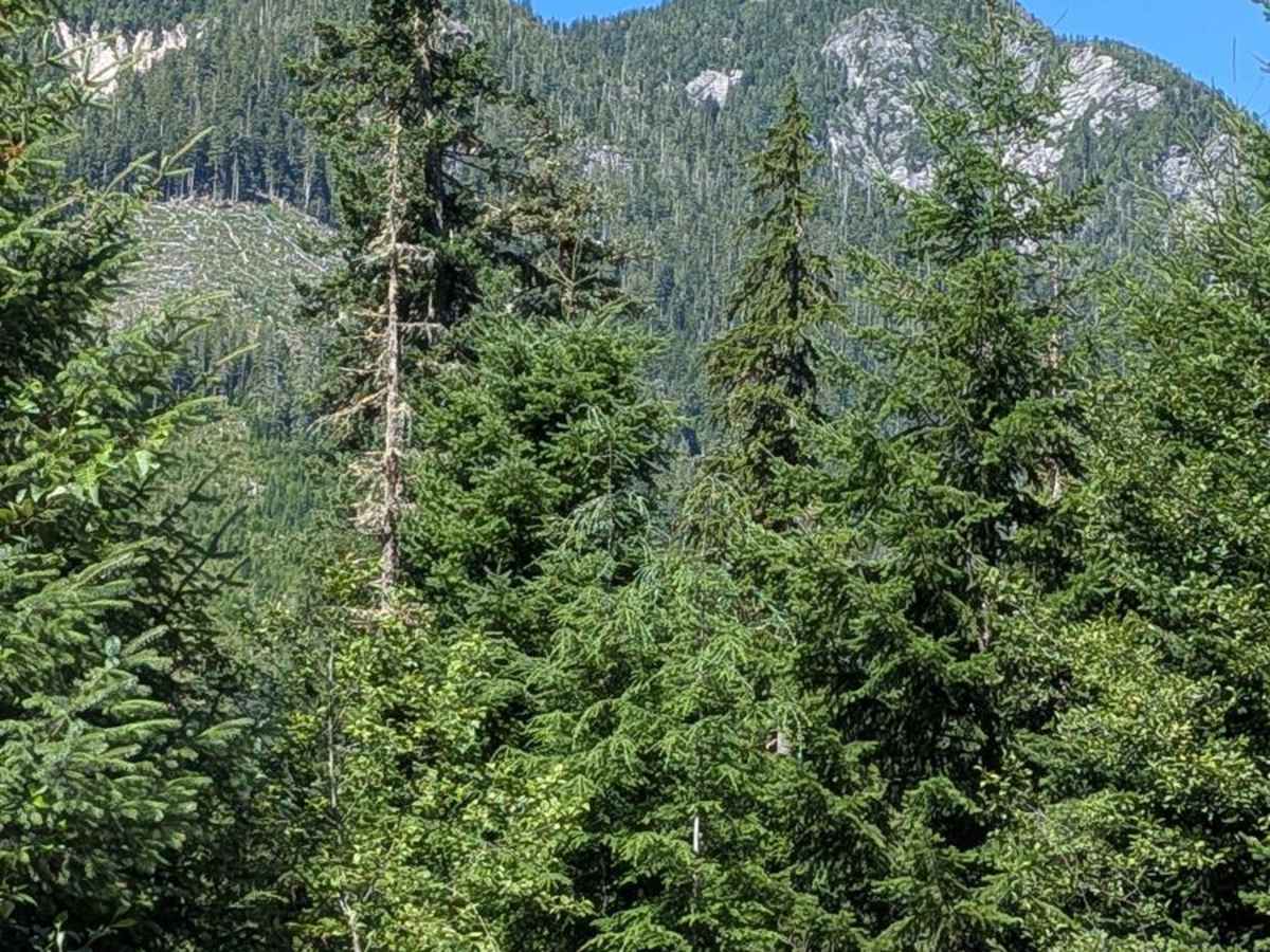 Gold River Road photo 5